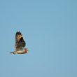 Hibou des marais dans la baie de Bourgneuf